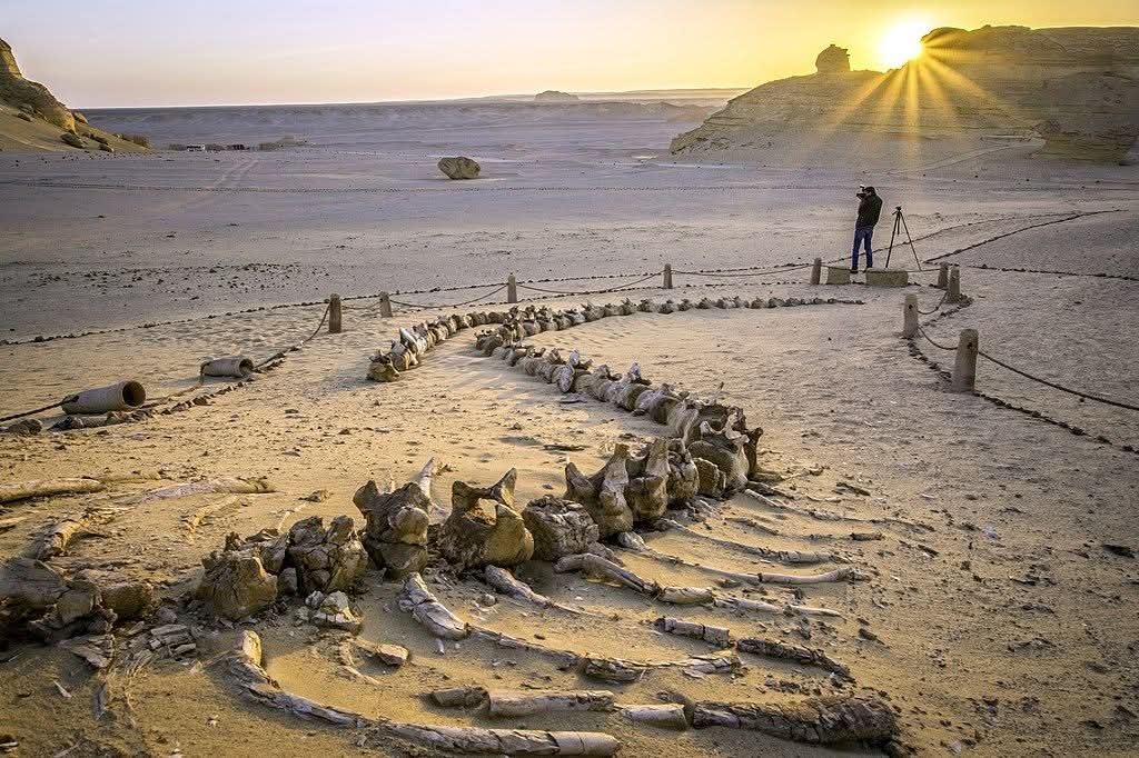 ادرس عبر مناظر الصحراء البيضاء الخيالية