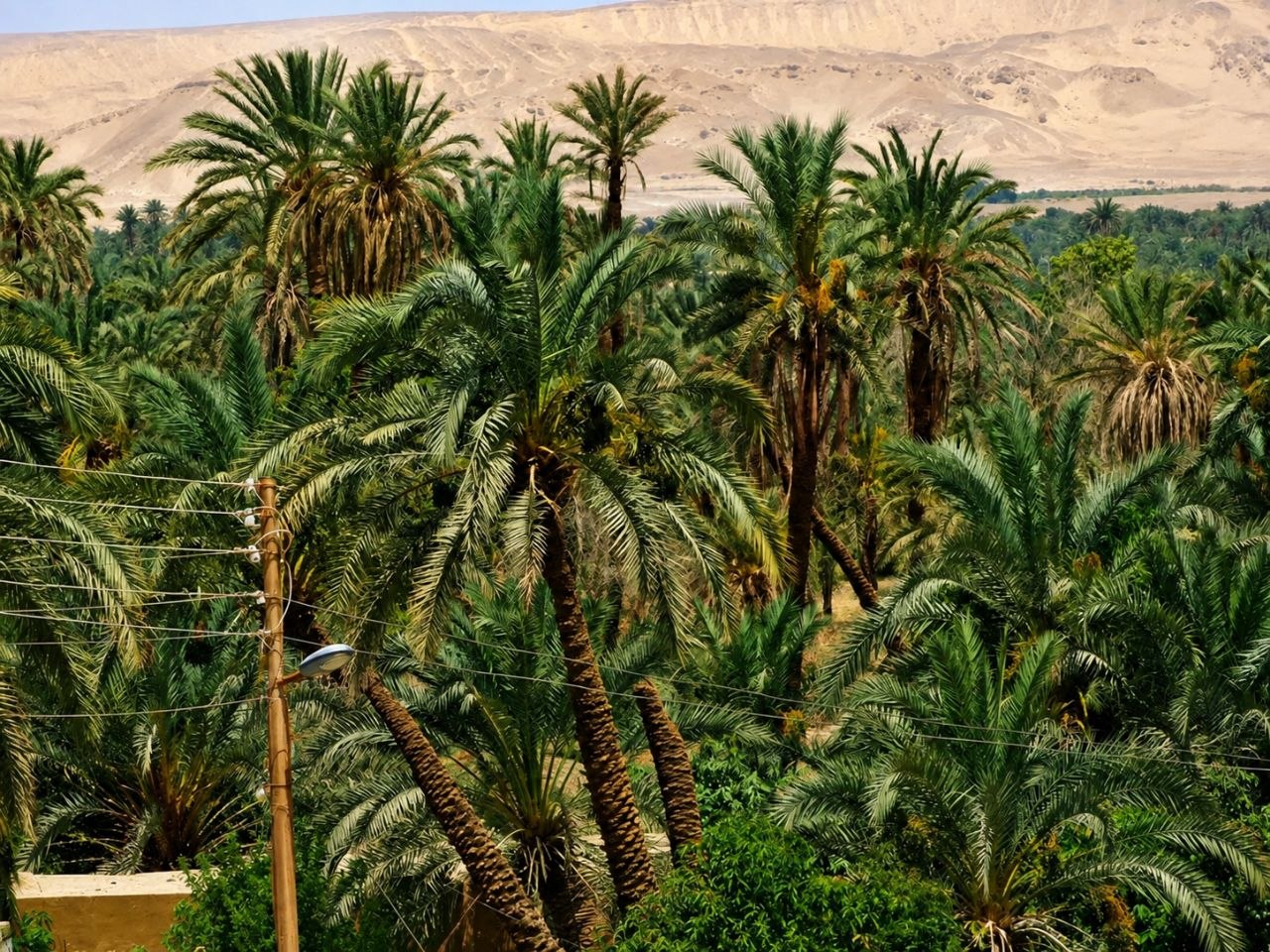 Desert safari thumbnail