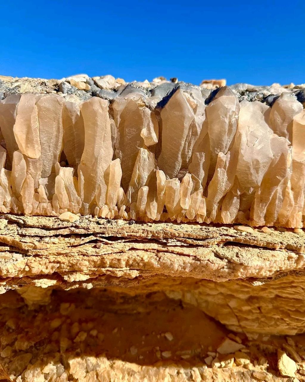Desert safari thumbnail