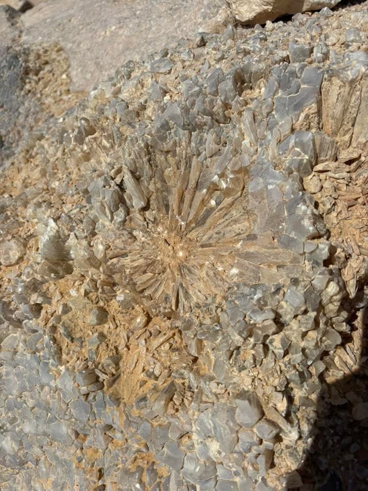 Desert safari thumbnail