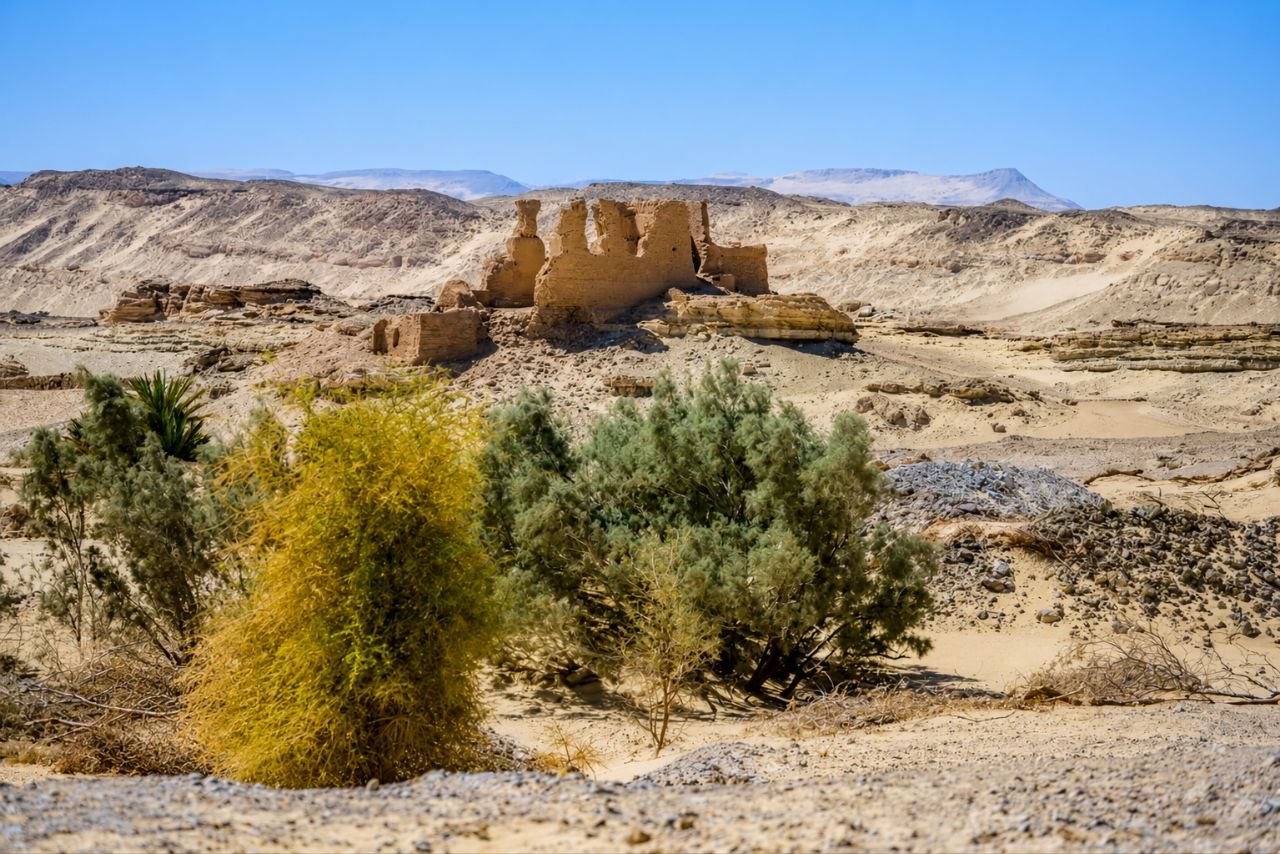 Desert safari thumbnail